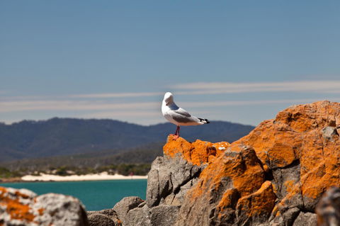 Pearl Hawley Beach - Accommodation ACT 41