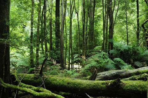 Corinna Wilderness Village - Accommodation ACT 37