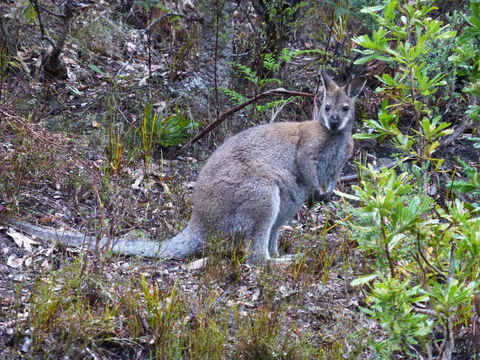 Eagles Rise Tasmania - Accommodation ACT 11