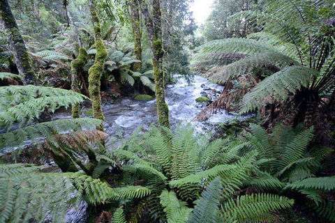 Lemonthyme Wilderness Retreat - Accommodation ACT 21