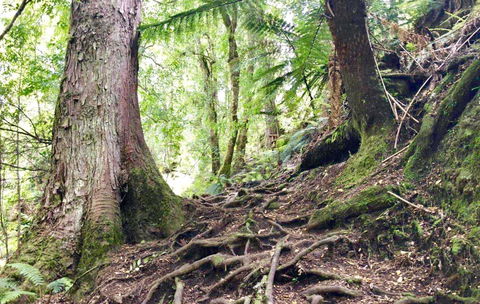 Lemonthyme Wilderness Retreat - Accommodation ACT 23
