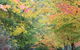 Shady Brook Cottages - thumb 12
