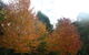 Shady Brook Cottages - thumb 13