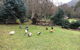 Shady Brook Cottages - thumb 17