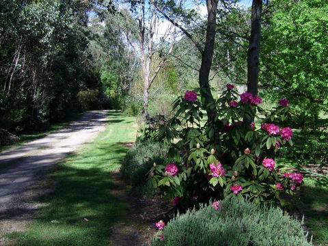 Shady Brook Cottages - Accommodation ACT 15