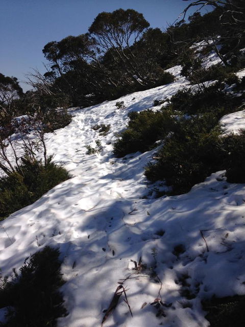 Shady Brook Cottages - Accommodation ACT 11