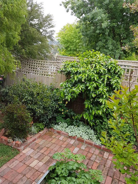 Healesville House - Fig Tree House - Accommodation ACT 21