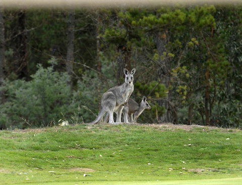 RACV Goldfields Resort - Accommodation ACT 20