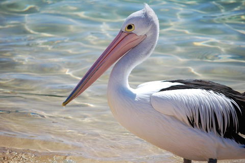 The Peninsular Merimbula - Accommodation ACT 2