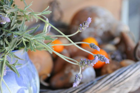 Lavender Farm - Accommodation ACT 9