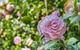Wentworth Rose - thumb 0