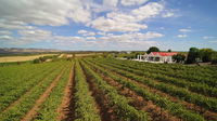 1837 Barossa Luxury Vineyard Cottages