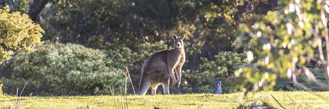 Alkina Lodge - Great Ocean Road - Accommodation ACT 3