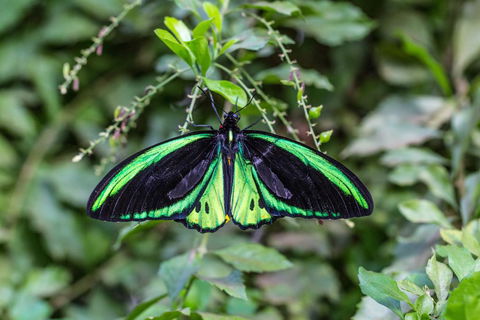 Batchelor Butterfly Farm - Accommodation ACT 2