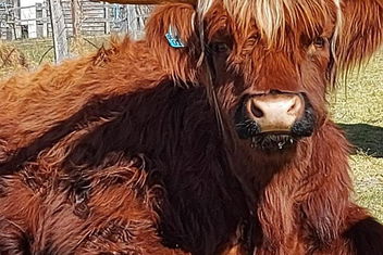 Straw House Farm - STANTHORPE with Accommodation ACT