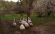 Bellbrae Harvest - thumb 3