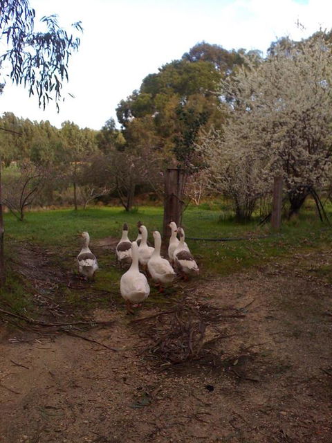 Bellbrae Harvest - Accommodation ACT 3
