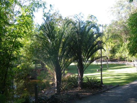 BoBRENE On Tamborine Nude Retreat - Quaint Cottage - Accommodation ACT 2