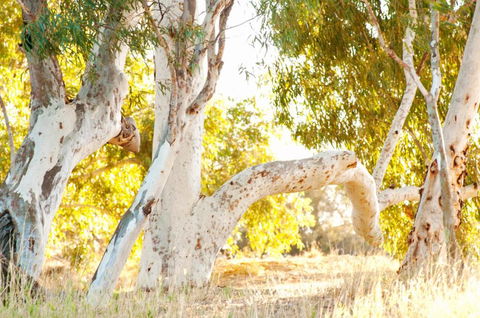 Wooramel River Retreat - Accommodation ACT 3