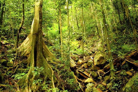 Cairns 4WD Waterfall And Rainforest Tour Including Kuranda Scenic Railway - Accommodation ACT 1