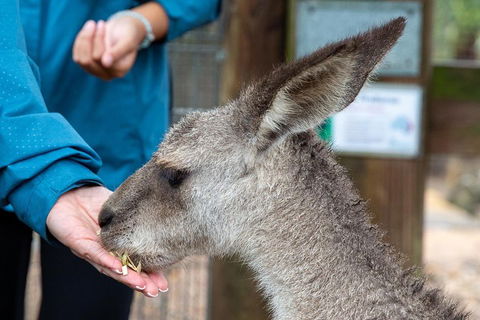Private Blue Mountains Escape The Crowds SUV Tour - Accommodation ACT 2