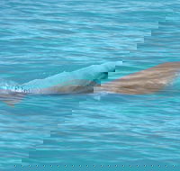 Snubfin Dolphin Eco Cruise from Broome - Accommodation ACT