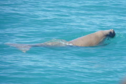 Snubfin Dolphin Eco Cruise From Broome - Accommodation ACT 0