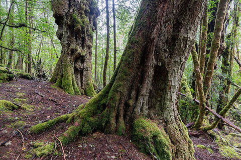 3-Day Cradle Mountain Photography Workshop - Accommodation ACT 1