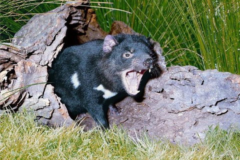 Private Blue Mountains Tour With Kangaroo And Koala Experience - Accommodation ACT 0