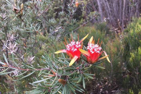 Private Blue Mountains Tour With Kangaroo And Koala Experience - Accommodation ACT 4