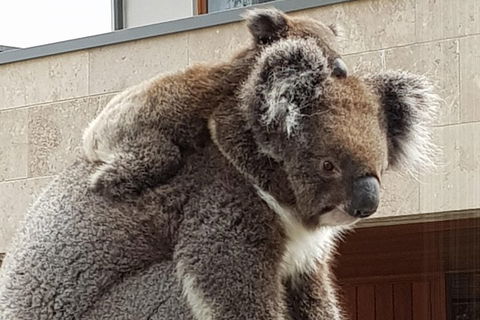 Adelaide Shore Excursion: Adelaide City Tour By Private Limo - Accommodation ACT 4