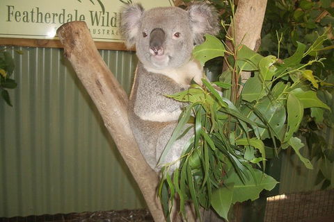 Full-Day Private Blue Mountains Tour With River Cruise - Accommodation ACT 2
