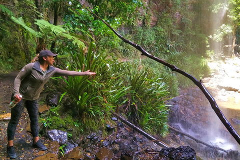 Rainforest & Waterfalls Extravaganza - Accommodation ACT 4