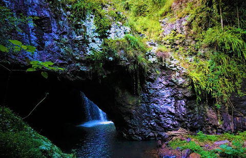 Rainforest & Waterfalls Extravaganza - Accommodation ACT 5