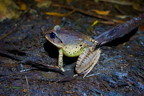 Glow Worms Private Tour - Nocturnal Rainforest Walk - Accommodation ACT 0