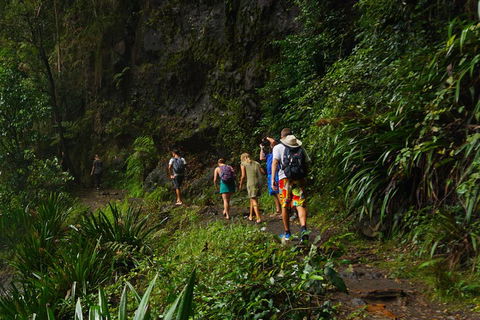 Glow Worms Private Tour - Nocturnal Rainforest Walk - Accommodation ACT 1