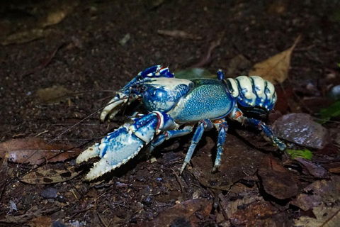 Glow Worms Private Tour - Nocturnal Rainforest Walk - Accommodation ACT 4