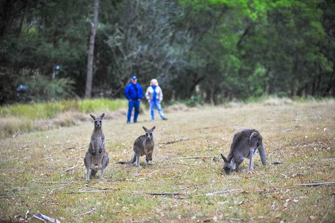Blue Mountains Private Tour From Sydney - Accommodation ACT 2