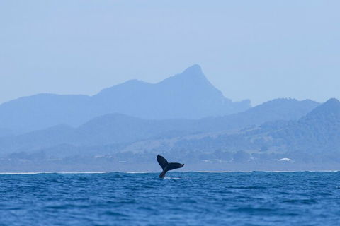 The Byron Bay Sea Kayak Tour - Accommodation ACT 0