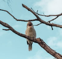 Highlights Of Kings Park - Accommodation ACT