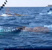 Noosa Whale Watching - Accommodation ACT