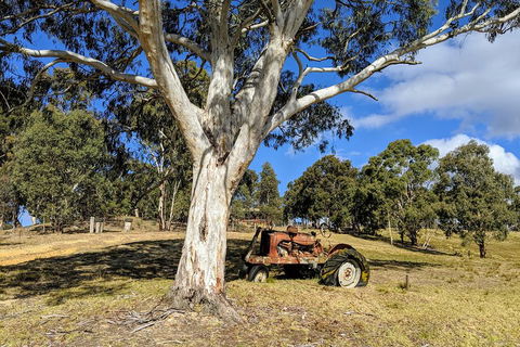 Blue Mountains Private Tour - Wild Kangaroos, Waterfalls And The Three Sisters - Accommodation ACT 1