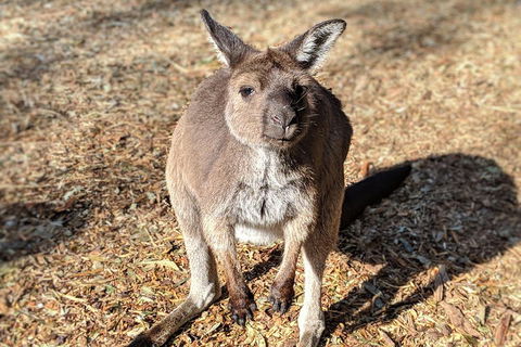 Blue Mountains Private Tour - Wild Kangaroos, Waterfalls And The Three Sisters - Accommodation ACT 2