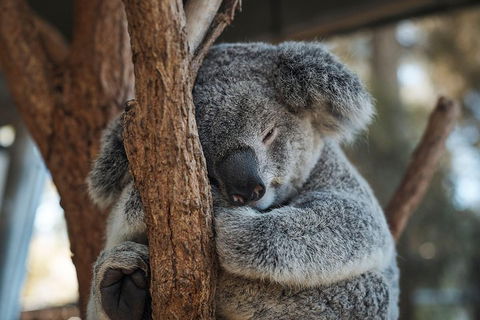 Sydney Taronga Zoo General Entry Ticket - Accommodation ACT 3