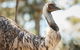 Sydney Taronga Zoo General Entry Ticket - thumb 4