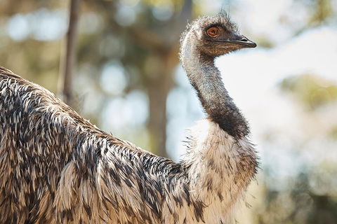 Sydney Taronga Zoo General Entry Ticket - Accommodation ACT 4