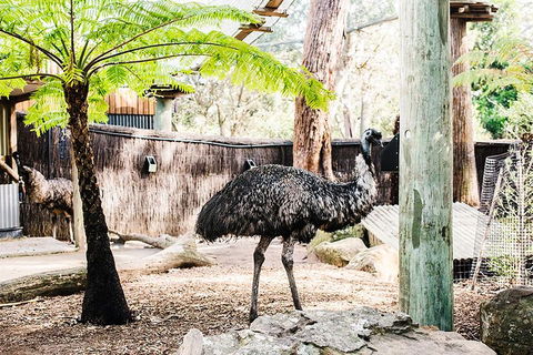 Sydney Taronga Zoo General Entry Ticket And Wild Australia Experience - Accommodation ACT 0