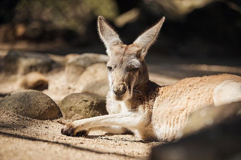 Sydney Taronga Zoo General Entry Ticket And Wild Australia Experience - Accommodation ACT 3