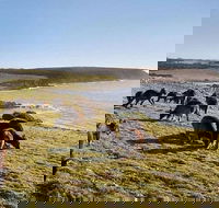 Kangaroo Island Personal Group Tours - Accommodation ACT