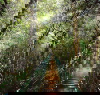 O'Reilly's  Lamington National Park from Gold Coast - Accommodation ACT